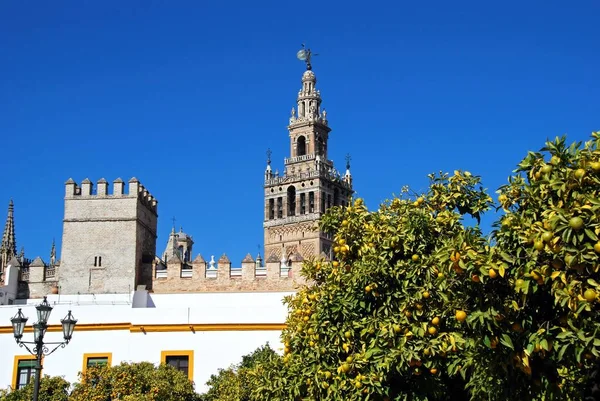 마리아의 Catedral Santa Maria Sede Giralda Tower Plaza Patio Banderas — 스톡 사진