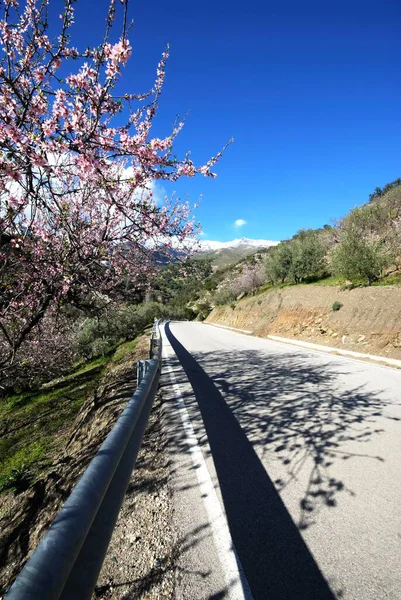 Vista Largo Del Camino Hacia Montañas Nevadas Con Almendros Flor — Foto de Stock