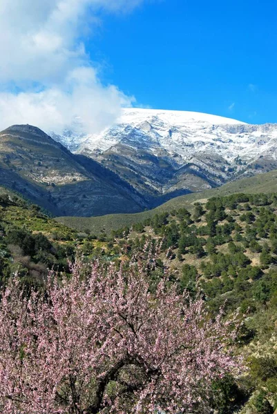 Almendro Flor Con Vistas Hacia Las Montañas Nevadas Salares Costa — Foto de Stock