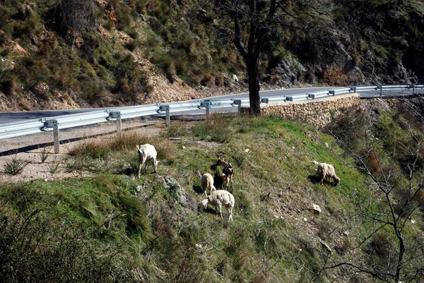 Cabras Ladera Una Carretera Montaña Las Alpujarras Provincia Granada Andalucía — Foto de Stock