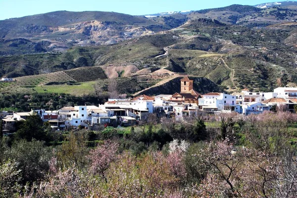 Alberi Primaverili Fiore Circondano Villaggio Cadiar Nella Regione Las Alpujarras — Foto Stock