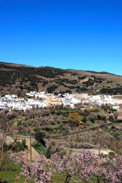 Widok Miasto Wiosną Drzewami Kwiatowymi Pierwszym Planie Juviles Las Alpujarras — Zdjęcie stockowe