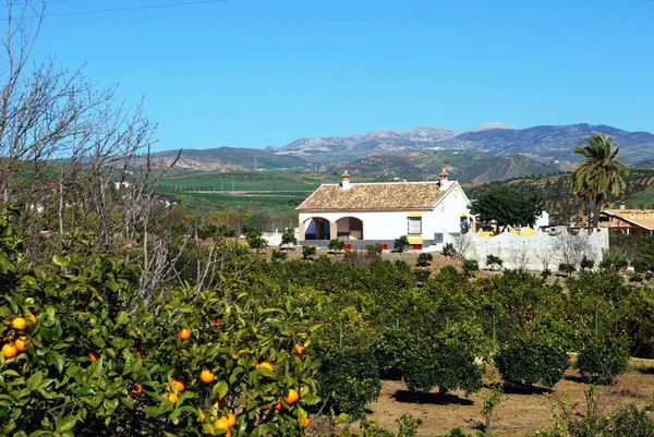 Země Finca Obklopená Pomerančovými Háji Poblíž Alory Provincie Malaga Andalusie — Stock fotografie