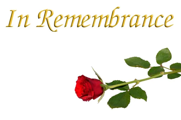 Single Red Rose White Background Inscription Remembrance Top — Stock Photo, Image