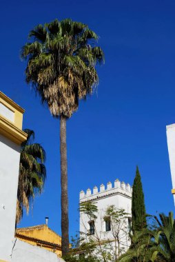 Santa Cruz bölgesindeki kule ve palmiye ağacı, Seville, Seville Eyaleti, Endülüs, İspanya.