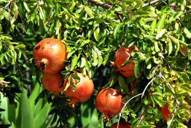 Olgun meyveli nar ağacı, Benaque, Costa del Sol, Malaga Eyaleti, Endülüs, İspanya.