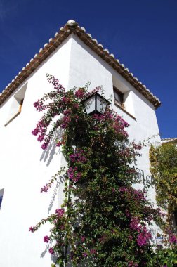 Bougainvillea, beyaz boyalı bir köyde (pueblo blanco), Juzcar, Serrania de Ronda, Malaga Eyaleti, Endülüs, İspanya, Batı Avrupa 'da bir restoran duvarında büyüdü..