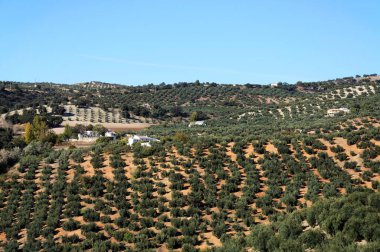 Olive Groves, Algarinejo, Granada Eyaleti, Endülüs, İspanya.