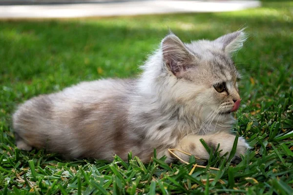 กแมวผมยาวส เทาบนหญ ซาลาห เดอ คาลาฮอนด คอสตา เดล โซล งหว ดมาลากา — ภาพถ่ายสต็อก
