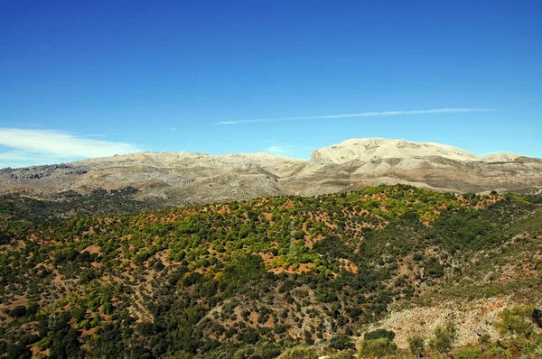 Floresta Castanheiros Nas Montanhas Igualeja Serrania Ronda Província Málaga Andaluzia — Fotografia de Stock