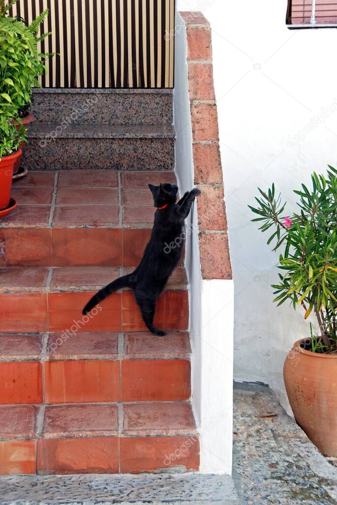Cat stretching up a wall in a whitewashed village (pueblo blanco), Frigiliana, Costa del Sol, Malaga Province, Andalucia, Spain.