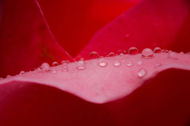 Çiçeğe Düşen Su