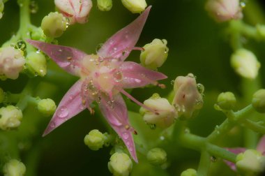 Çiçeğe Düşen Su