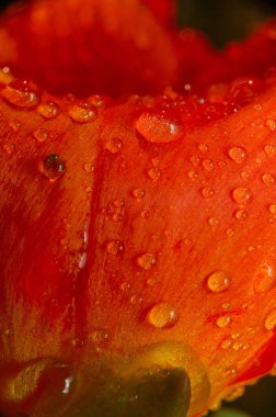 Çiçeğe Düşen Su