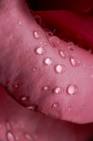 Gotas de agua en una flor — Foto de Stock