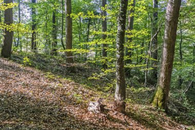 Sariyer, İstanbul, 20 Ekim 2019. Belgrad Ormanı, İstanbul 'un Avrupa yakasında doğal yollardan oluşan bir ormanlık alan. Sonbahar mevsiminde Belgrad ormanlarından manzara ve doğa manzarası.
