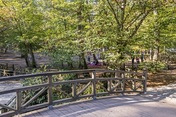 Sariyer Istanbul Kalkoen Oktober 2019 Het Belgrado Woud Een Natuurlijk — Stockfoto