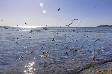 Silivri, İstanbul, Hindi-Kasım 22019. Silivri (eski Selymbria), İstanbul 'un batısında, Marmara Denizi kıyısında, İstanbul ilinin bir ilçesidir.. 