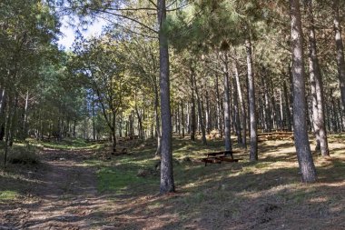 Kemerburgaz, İstanbul, Hindi-Kasım. Uluslararası İstanbul Şehir Ormanı ve Parkı 5 milyon metrekarelik bir alana kurulmuştur. Ormandan ve parktan doğa manzarası.