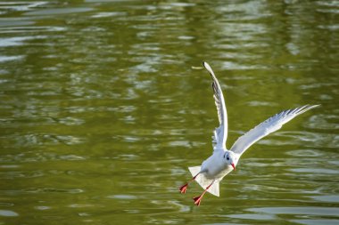 Durgun gölet ve martı doğada