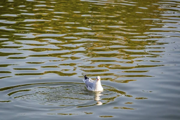 Stagnant Pond Seagull Nature — Stock Photo, Image