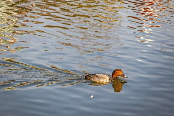 Stagnant Pond Duck Nature — Stock Photo, Image