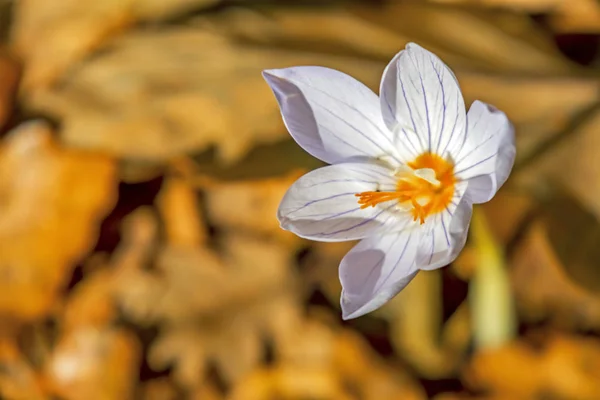 Close Άνοιξη Κρόκους Λουλούδια Από Την Οικογένεια Ίριδας Στη Φύση — Φωτογραφία Αρχείου