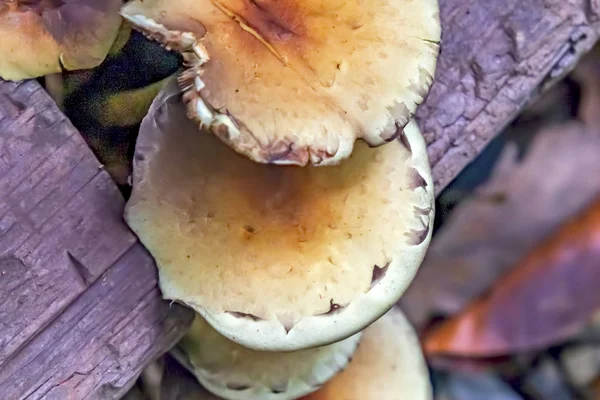 Gros Plan Plante Champignon Sauvage Dans Nature — Photo