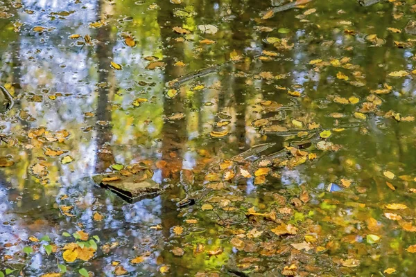 Flaque Eau Reflets Dans Les Bois Dans Nature — Photo