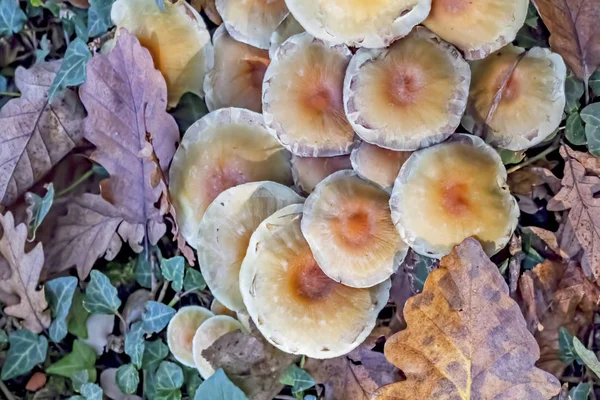 Cerca Planta Setas Silvestres Naturaleza — Foto de Stock