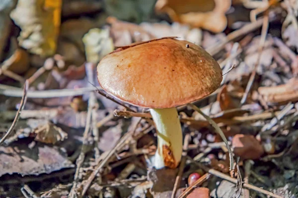 Närbild Vilda Svampväxter Naturen — Stockfoto