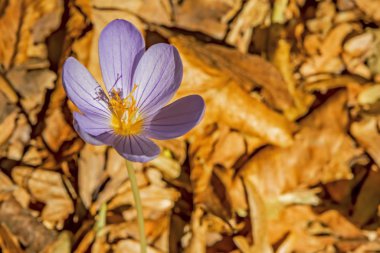 İlkbahar çiçeklerini kapatın. Iris ailesinin doğadaki çiçekleri.