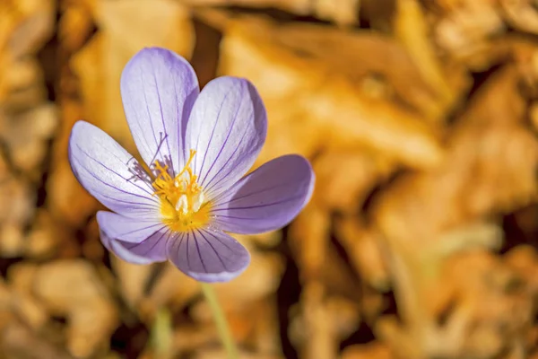 Fermer Printemps Crocus Fleurs Famille Iris Dans Nature — Photo