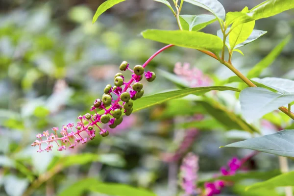 Close Pokeweeds Plants Flowers Green Leaves Nature — ストック写真