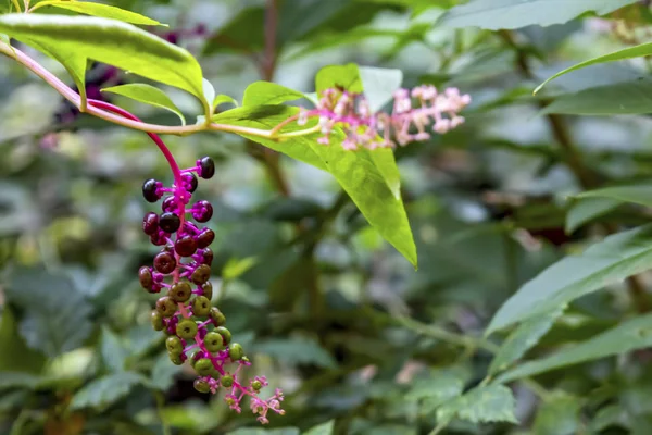 Zbliżenie Pokeweeds Rośliny Kwiaty Zielone Liście Przyrodzie — Zdjęcie stockowe