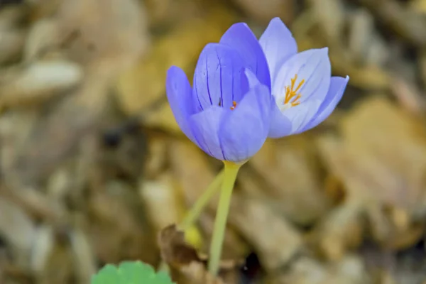 Fermer Printemps Crocus Fleurs Famille Iris Dans Nature — Photo