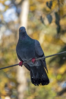 Doğadaki gri güvercini kapatın.