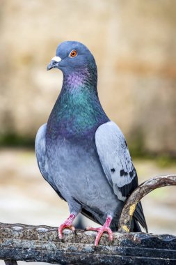 Doğadaki gri güvercini kapatın.