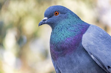 Doğadaki gri güvercini kapatın.