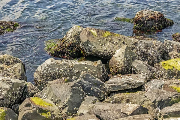 Zeewier Schelpen Rotsen Aan Zeekant — Stockfoto