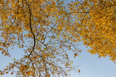 Sonbahar ağacı ve doğada sarı yapraklı dallar.