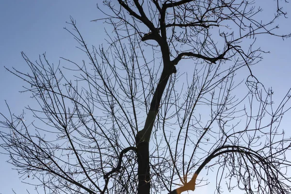 Χειμωνιάτικο Δέντρο Και Κλαδιά Στη Φύση — Φωτογραφία Αρχείου