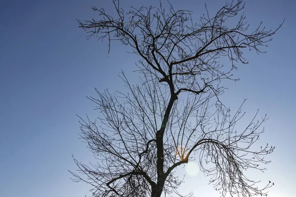 Zimní Strom Větve Přírodě — Stock fotografie