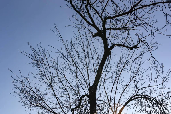 Arbre Hiver Branches Dans Nature — Photo