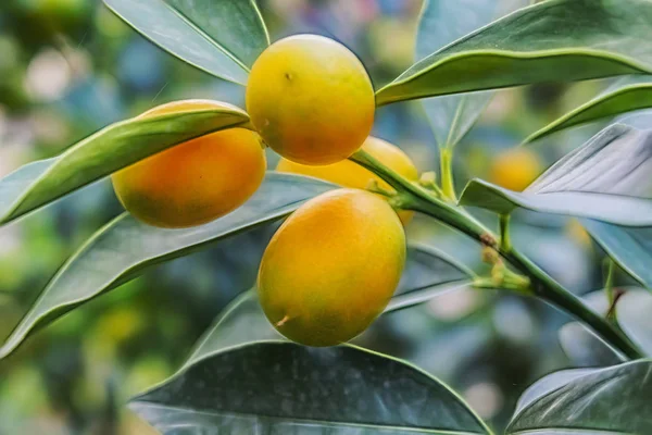 Close Ripe Kumquat Fruits Green Leaves Tree Branches — Stock Photo, Image