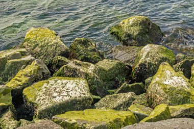 Deniz kenarındaki kayalarda deniz yosunları ve deniz kabukları