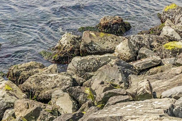 Zeewier Schelpen Rotsen Aan Zeekant — Stockfoto