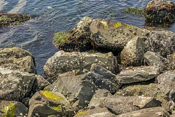 Zeewier Schelpen Rotsen Aan Zeekant — Stockfoto