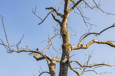 Kış ağacı ve dallar doğada