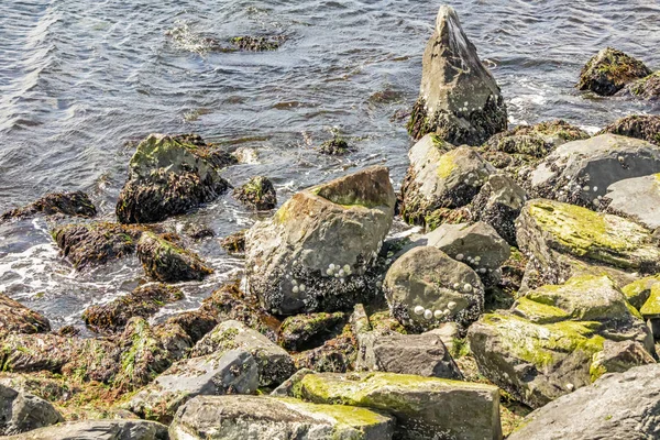 Zeewier Schelpen Rotsen Aan Zeekant — Stockfoto